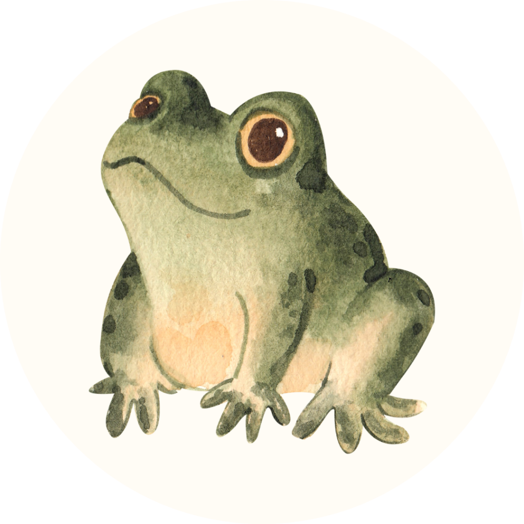 membre grenouille Auralis