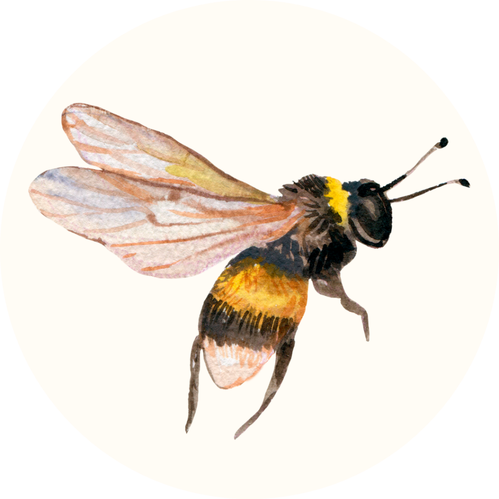 membre abeille Auralis